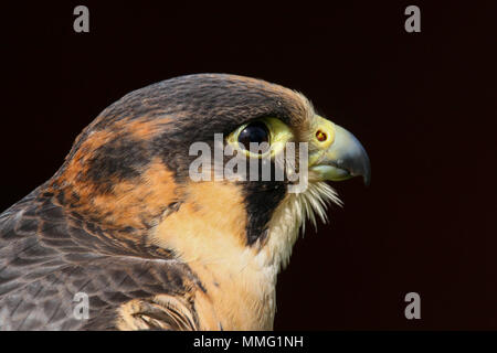 Captive Barbary Falcon (Falco pelegrinoides) Sitzen Stockfoto