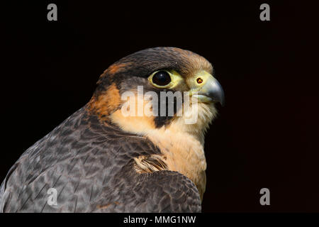 Captive Barbary Falcon (Falco pelegrinoides) Sitzen Stockfoto