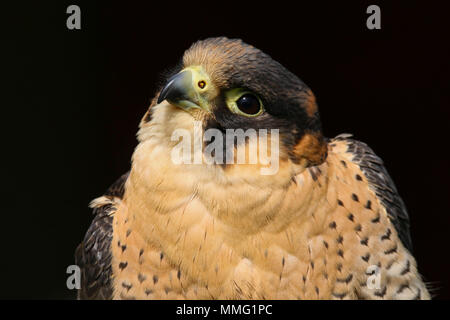 Captive Barbary Falcon (Falco pelegrinoides) Sitzen Stockfoto