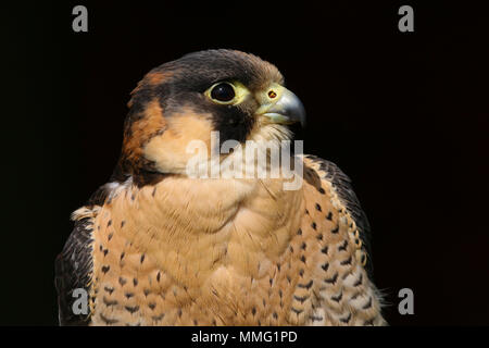 Captive Barbary Falcon (Falco pelegrinoides) Sitzen Stockfoto