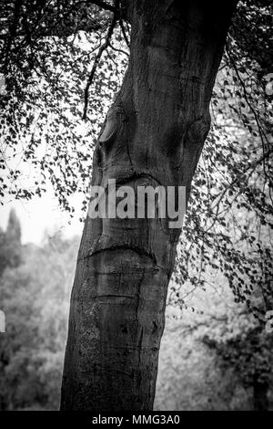 Eindruck einer Fläche auf einem Baumstamm in Abington Park, Northampton, Großbritannien Stockfoto