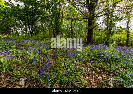 Fabelhafte Feder wild flower show. Bluebells im Wald von Dean und Wye Valley. Großbritannien Stockfoto