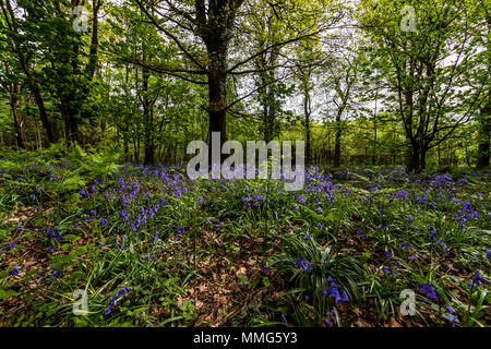 Fabelhafte Feder wild flower show. Bluebells im Wald von Dean und Wye Valley. Großbritannien Stockfoto