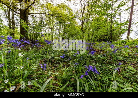 Fabelhafte Feder wild flower show. Bluebells im Wald von Dean und Wye Valley. Großbritannien Stockfoto