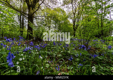 Fabelhafte Feder wild flower show. Bluebells im Wald von Dean und Wye Valley. Großbritannien Stockfoto