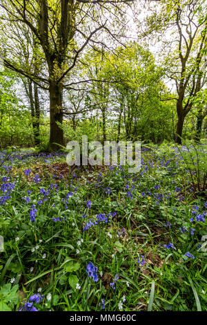 Fabelhafte Feder wild flower show. Bluebells im Wald von Dean und Wye Valley. Großbritannien Stockfoto