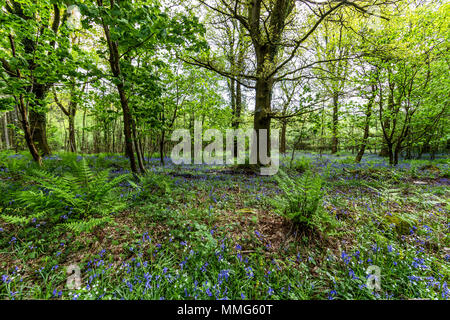 Fabelhafte Feder wild flower show. Bluebells im Wald von Dean und Wye Valley. Großbritannien Stockfoto