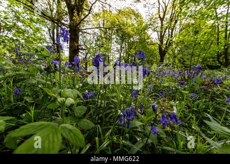 Fabelhafte Feder wild flower show. Bluebells im Wald von Dean und Wye Valley. Großbritannien Stockfoto