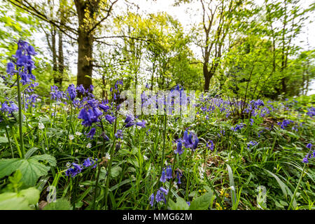 Fabelhafte Feder wild flower show. Bluebells im Wald von Dean und Wye Valley. Großbritannien Stockfoto