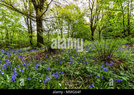 Fabelhafte Feder wild flower show. Bluebells im Wald von Dean und Wye Valley. Großbritannien Stockfoto