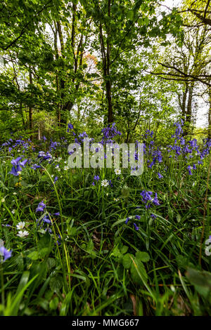 Fabelhafte Feder wild flower show. Bluebells im Wald von Dean und Wye Valley. Großbritannien Stockfoto