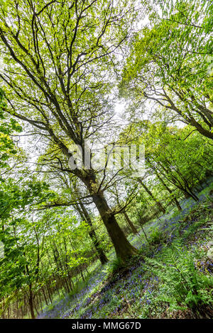 Fabelhafte Feder wild flower show. Bluebells im Wald von Dean und Wye Valley. Großbritannien Stockfoto