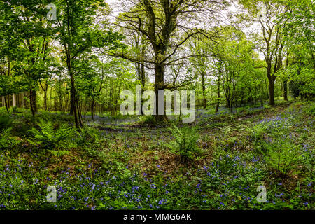 Fabelhafte Feder wild flower show. Bluebells im Wald von Dean und Wye Valley. Großbritannien Stockfoto