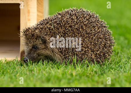 Igel, wilder, einheimischer Igel im Garten auf grünem Rasen. Aus Gartenhäuten genommen, um Gesundheit und Bevölkerung dieses rückläufigen Säugetieres zu überwachen Stockfoto