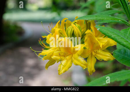 Gelbe Azalee Blume. Bis zu schließen. Stockfoto