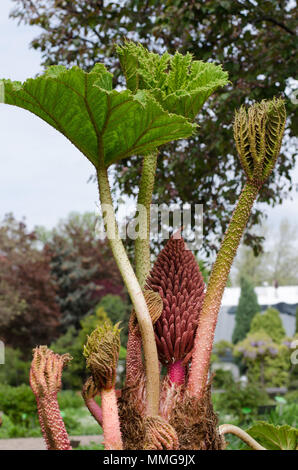 Gunnera manicata Anlage. Parzeplin. Parzeplinowate (gunneraceae) Stockfoto