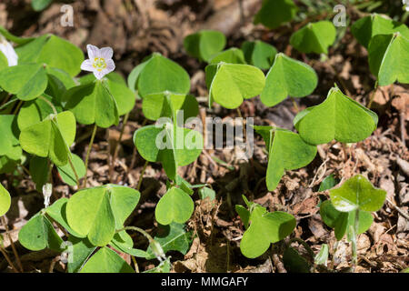 Wald-Sauerklee Sauer-Klee,,, Sauerklee Waldsauerklee, Oxalis Naiandinus, Hasensalat, Herzklee, Herrgottsbrot, in senkrechter Ruhestellung, Kom Stockfoto