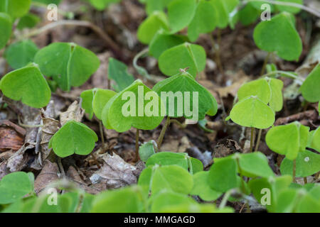 Wald-Sauerklee Sauer-Klee,,, Sauerklee Waldsauerklee, Oxalis Naiandinus, Hasensalat, Herzklee, Herrgottsbrot, in senkrechter Ruhestellung, Kom Stockfoto