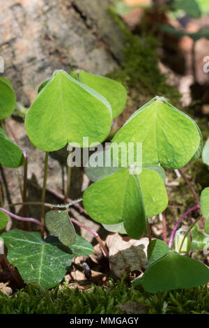 Wald-Sauerklee Sauer-Klee,,, Sauerklee Waldsauerklee, Oxalis Naiandinus, Hasensalat, Herzklee, Herrgottsbrot, in senkrechter Ruhestellung, Kom Stockfoto