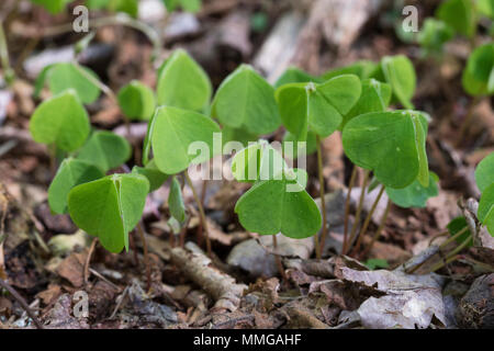 Wald-Sauerklee Sauer-Klee,,, Sauerklee Waldsauerklee, Oxalis Naiandinus, Hasensalat, Herzklee, Herrgottsbrot, in senkrechter Ruhestellung, Kom Stockfoto