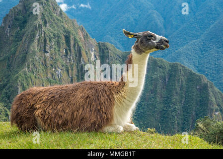 Llama in Machu Picchu mit schönen Landschaft hinter Stockfoto