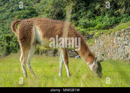 Llama in Machu Picchu mit schönen Landschaft hinter Stockfoto