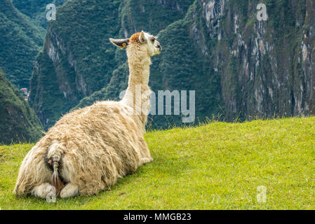 Llama in Machu Picchu mit schönen Landschaft hinter Stockfoto