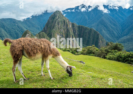 Llama in Machu Picchu mit schönen Landschaft hinter Stockfoto