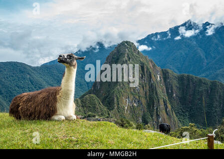 Llama in Machu Picchu mit schönen Landschaft hinter Stockfoto