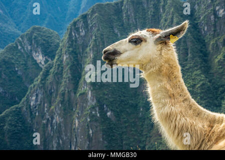 Llama in Machu Picchu mit schönen Landschaft hinter Stockfoto