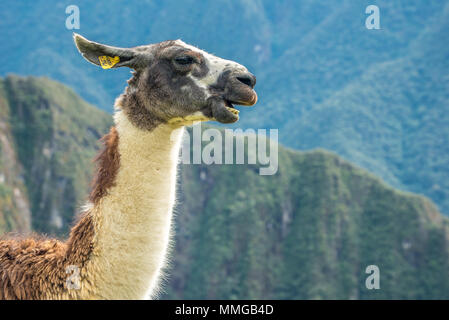 Llama in Machu Picchu mit schönen Landschaft hinter Stockfoto