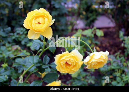 In der Nähe von mehrere Blüten in Gelb Eureka Rosen in voller Blüte an der Inez Grant Parker Memorial Rose Garden im Balboa Park, San Diego, Kalifornien, Stockfoto