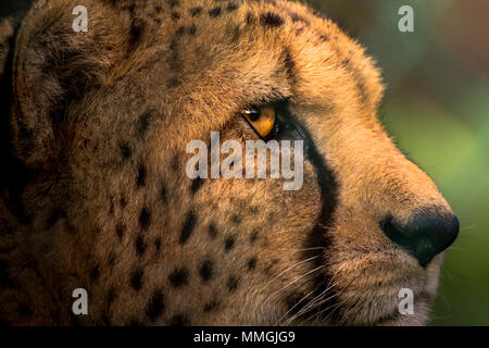 Zoo Tier in kleinen Käfig-sad Stockfoto