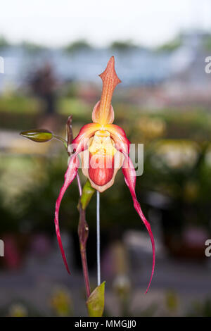 Orchidee im tropischen Garten, Chiang Mai, Thailand. Paphiopedilum, oft der Venus Frauenschuh genannt, ist eine Pflanzenart aus der Gattung der Lady Slipper. Stockfoto