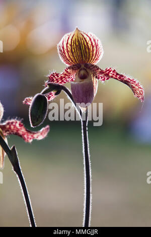 Orchidee im tropischen Garten, Chiang Mai, Thailand. Paphiopedilum, oft der Venus Frauenschuh genannt, ist eine Pflanzenart aus der Gattung der Lady Slipper. Stockfoto