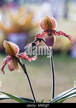 Orchidee im tropischen Garten, Chiang Mai, Thailand. Paphiopedilum, oft der Venus Frauenschuh genannt, ist eine Pflanzenart aus der Gattung der Lady Slipper. Stockfoto