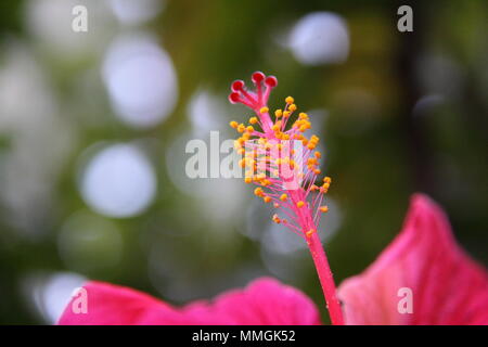 Staubgefäße und Staubbeutel der Chinesischen Hibiskus (Hibiscus Rosa-Sinensis) Stockfoto