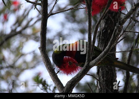 Rainbow Lorikeet (trichoglossus Moluccanus) Fütterung auf Robin Redbreast Bush Wattle (Melaleuca kann man) Stockfoto