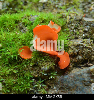 Aleuria aurantia Pilz, der auch als Orangenhaut Pilz bekannt Stockfoto