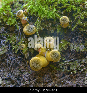 Armillaria gallica Pilz-Cluster auf einem Baumstumpf Stockfoto