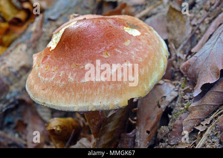 Seltene Hypholoma lateritium Pilz, wie die Ziegel Gap bekannt Stockfoto