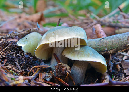 Tricholoma saponaceum Pilz, der auch als SOAP-duftenden Fliegenpilz, seifigen Ritter oder Seife tricholoma bekannt Stockfoto