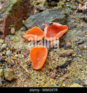 Aleuria aurantia Pilz, der auch als Orangenhaut Pilz bekannt Stockfoto