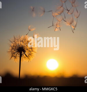 Silhouette von Löwenzahn vor dem Hintergrund der untergehenden Sonne. Makro Fotografie. Sonnenuntergang. Stockfoto