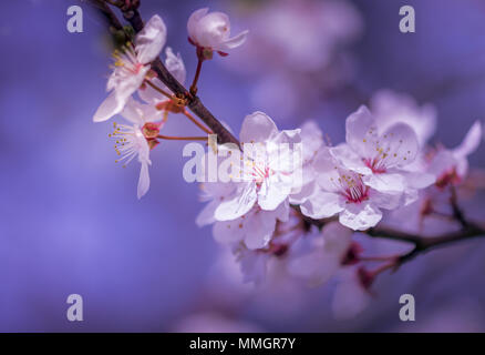 Spring Blossom Stockfoto