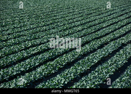 Spinat wachsenden Felder, landwirtschaftliche Felder, Calasparra, Murcia, Spanien Stockfoto