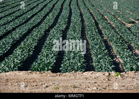 Spinat wachsenden Felder, landwirtschaftliche Felder, Calasparra, Murcia, Spanien Stockfoto