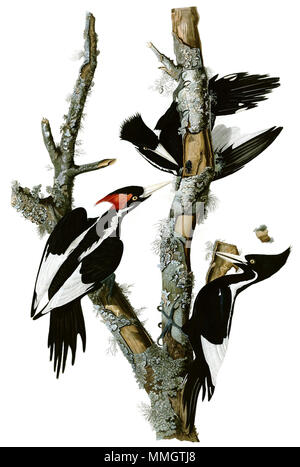 . Zwischen 1827 und 1838. John James Audubon (1785-1851) Alternative Namen Geburt Name: Jean-Jacques - Fougère Audubon Beschreibung amerikanische Ornithologe, Naturalist, Jäger und Maler Geburtsdatum / Tod 26. April 1785 vom 27. Januar 1851 Ort der Geburt / Todes Les Cayes (Haiti) New York City Standort Louisville, New Orleans, New York City, Florida Authority control: Q 182882 VIAF:?:? ISNI 14765625 0000 0001 1040 5836 ULAN:?? n 500016578 LCCN: 79018677 NLA:? 35010139 WorldCat Campephilus principalisAWP066AA2 Stockfoto