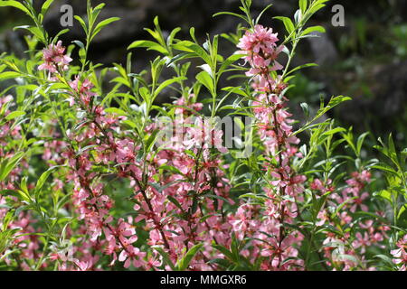 Rosa Blüten von wild Zwerg russischen Mandel (Prunus acaulis) Stockfoto