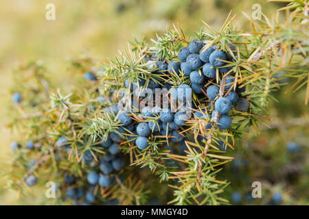 Nahaufnahme von einem Löffel gefüllt mit wilden Wacholderbeeren (Juniperus communis) Stockfoto